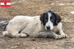 Přečtete si více ze článku Ciobănesc Românesc de Bucovina chovatelé a štěňata v Rakousku