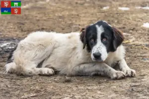 Přečtete si více ze článku Ciobănesc Românesc de Bucovina chovatelé a štěňata v Ústí