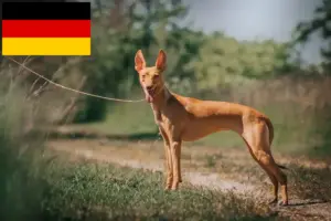 Přečtete si více ze článku Cirneco dell’ Etna chovatelé a štěňata v Německu