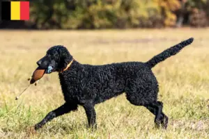Přečtete si více ze článku Chovatelé a štěňata Curly Coated Retrieverů v Belgii
