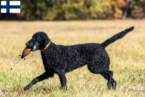 Přečtete si více ze článku Chovatelé a štěňata Curly Coated Retrieverů ve Finsku