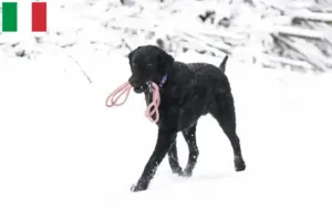 Přečtete si více ze článku Chovatelé a štěňata Curly Coated Retrieverů v Itálii