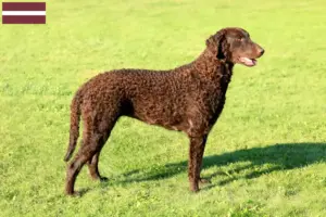 Přečtete si více ze článku Chovatelé a štěňata Curly Coated Retrieverů v Lotyšsku