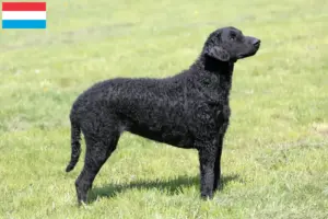 Přečtete si více ze článku Chovatelé a štěňata Curly Coated Retrieverů v Lucembursku