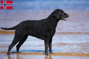 Přečtete si více ze článku Chovatelé a štěňata Curly Coated Retrieverů v Norsku