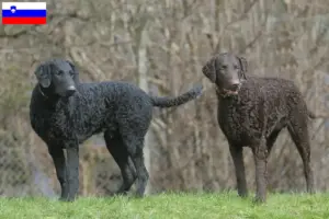 Přečtete si více ze článku Chovatelé a štěňata Curly Coated Retrieverů ve Slovinsku