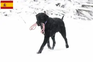 Přečtete si více ze článku Chovatelé a štěňata Curly Coated Retrieverů ve Španělsku