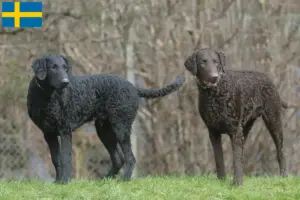 Přečtete si více ze článku Chovatelé a štěňata Curly Coated Retrieverů ve Švédsku