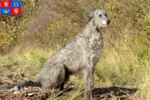 Přečtete si více ze článku Chovatelé a štěňata deerhoundů v Hradci Králové