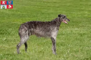 Přečtete si více ze článku Chovatelé a štěňata deerhoundů v Pardubicích