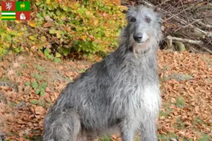 Přečtete si více ze článku Chovatelé a štěňata deerhoundů v Plzni
