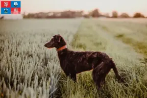 Přečtete si více ze článku Chovatelé a štěňata deerhoundů v Karlových Varech