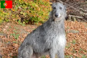 Přečtete si více ze článku Chovatelé a štěňata deerhoundů v Portugalsku