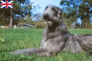 Přečtete si více ze článku Chovatelé a štěňata deerhoundů ve Velké Británii