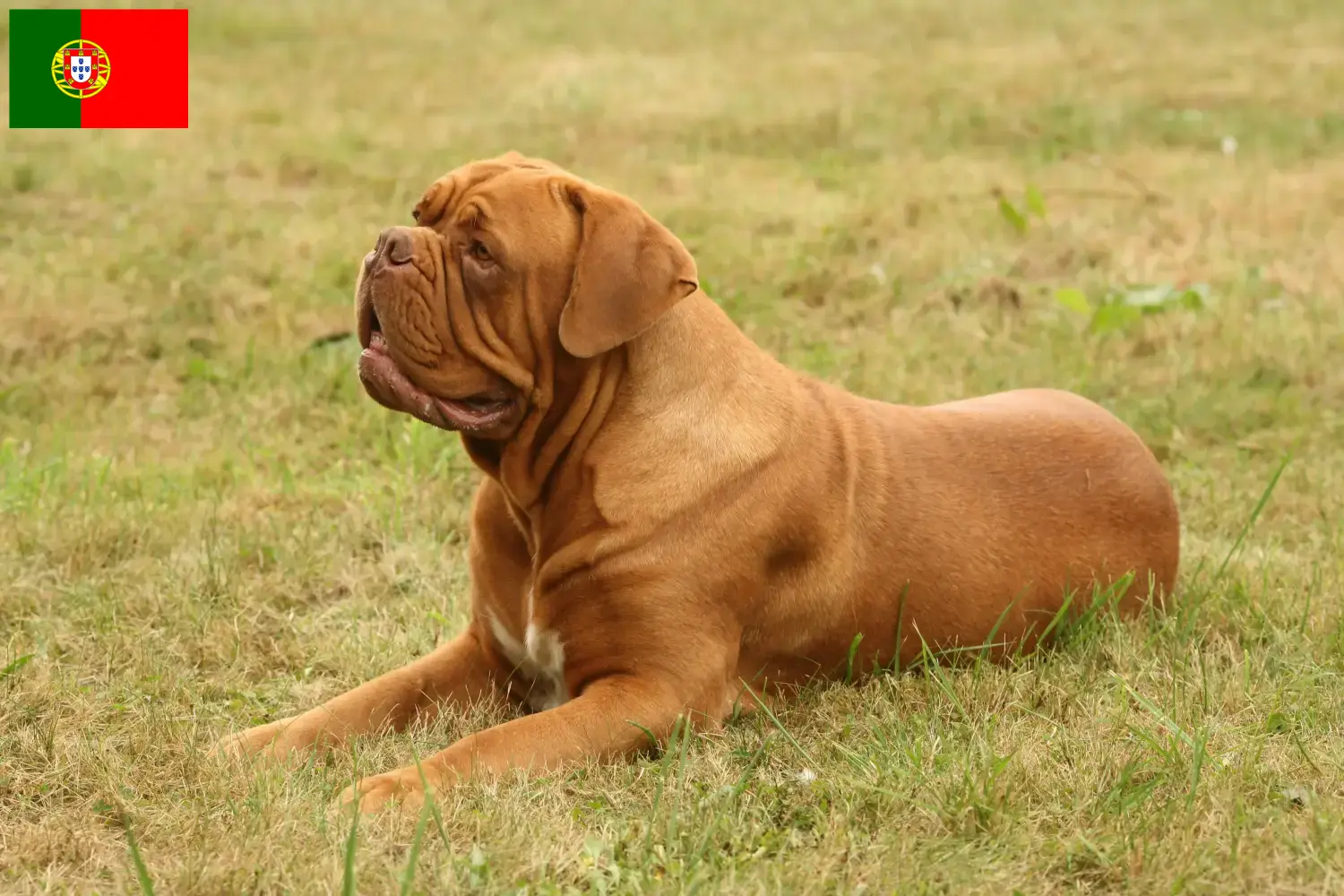 Dogue de Bordeaux štěňata a chovatelé Portugalsko Zde najdete chovatele dogue de bordeaux v Portugalsku.