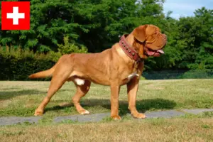 Přečtete si více ze článku Chovatelé a štěňata Dogue de Bordeaux ve Švýcarsku