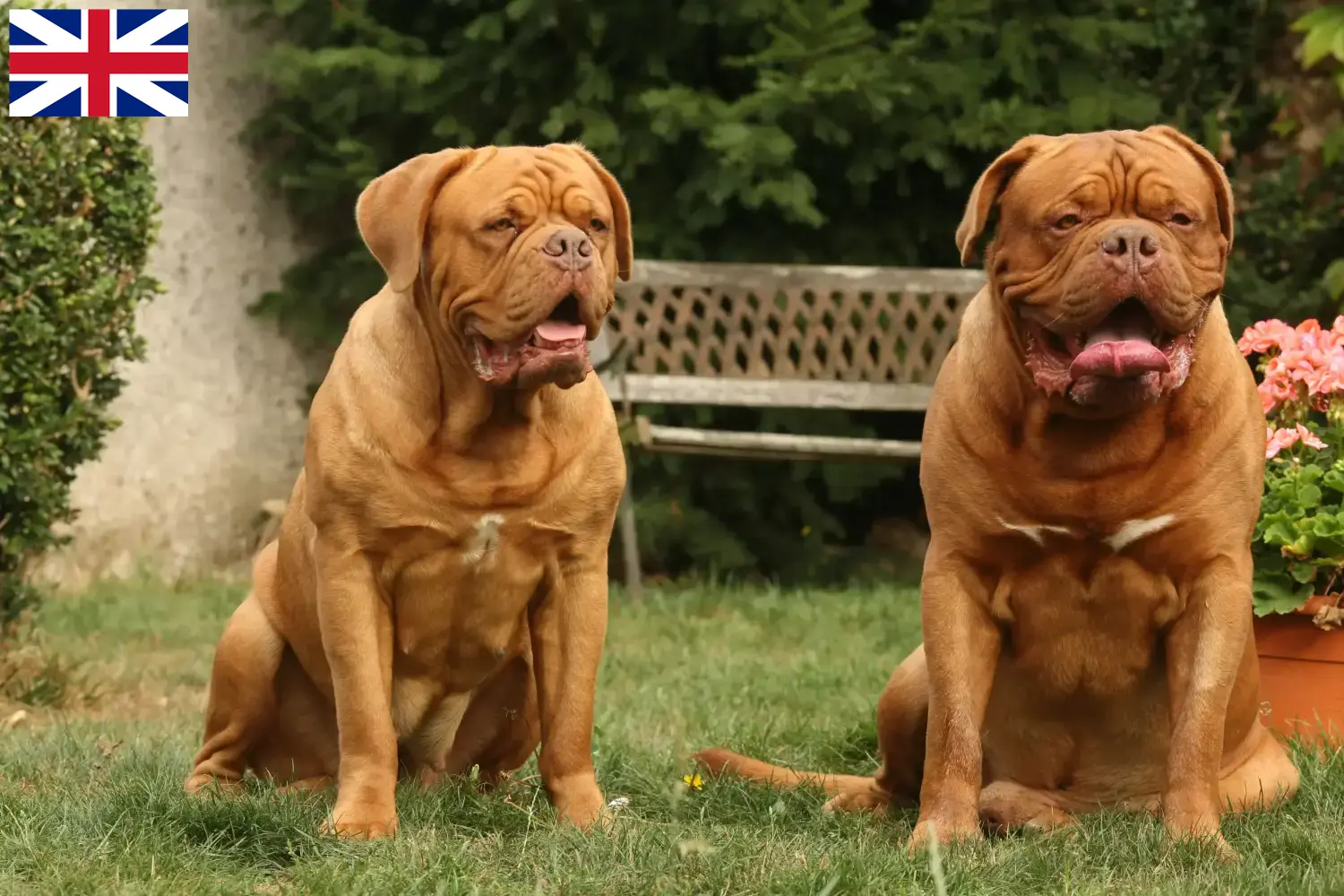 Dogue de Bordeaux štěňata a chovatelé Velká Británie Zde najdete chovatele dogue de bordeaux ve Velké Británii.
