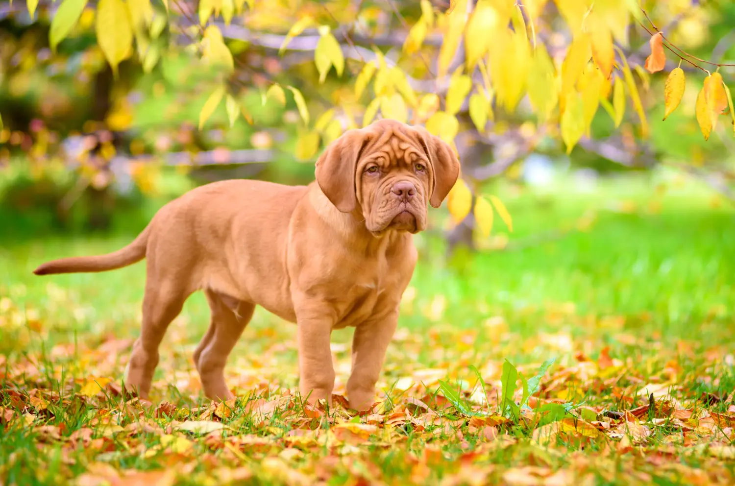 Koupě štěněte Dogue de Bordeaux znamená převzít odpovědnost! Prodám štěňata Dogue de Bordeaux.