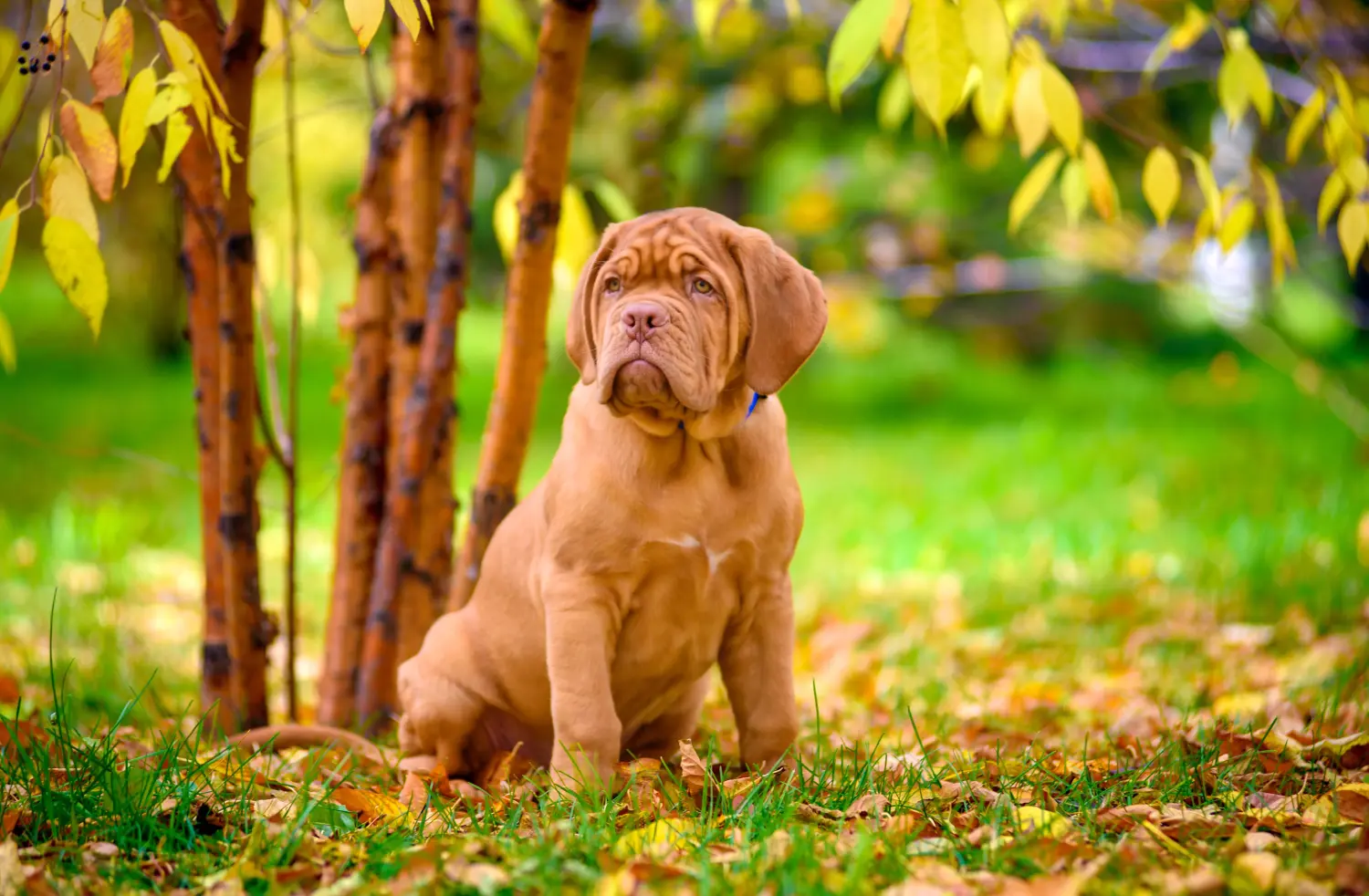 Koupě štěněte Dogue de Bordeaux znamená převzít odpovědnost! Prodám štěňata Dogue de Bordeaux.