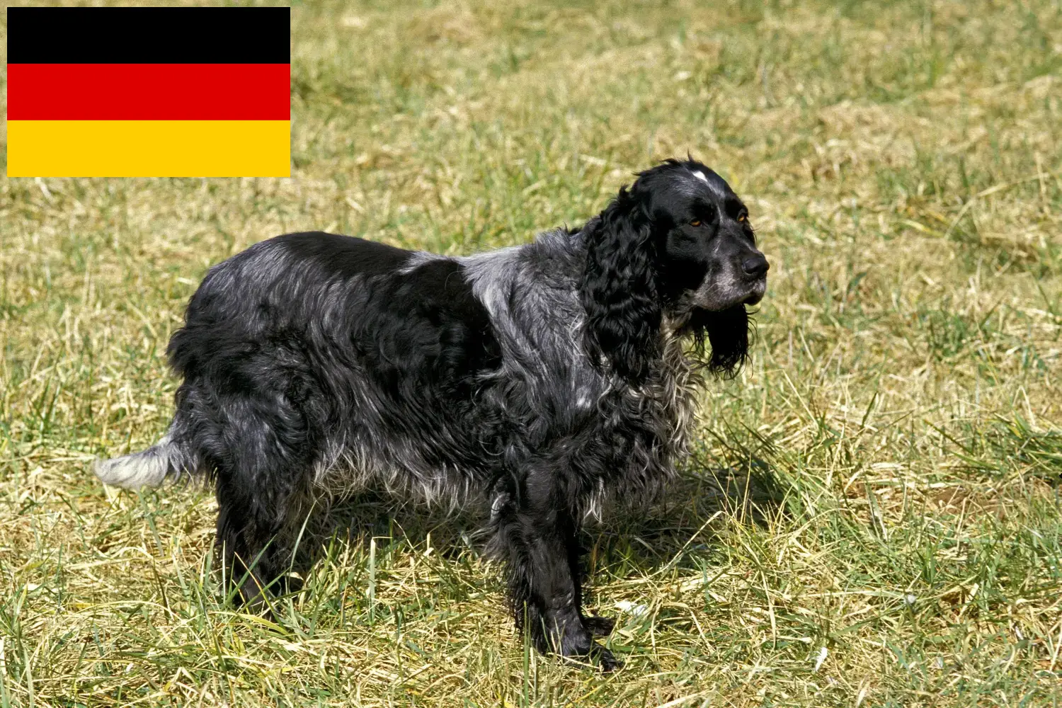 Přečtete si více ze článku Epagneul Bleu de Picardie chovatelé a štěňata v Německu