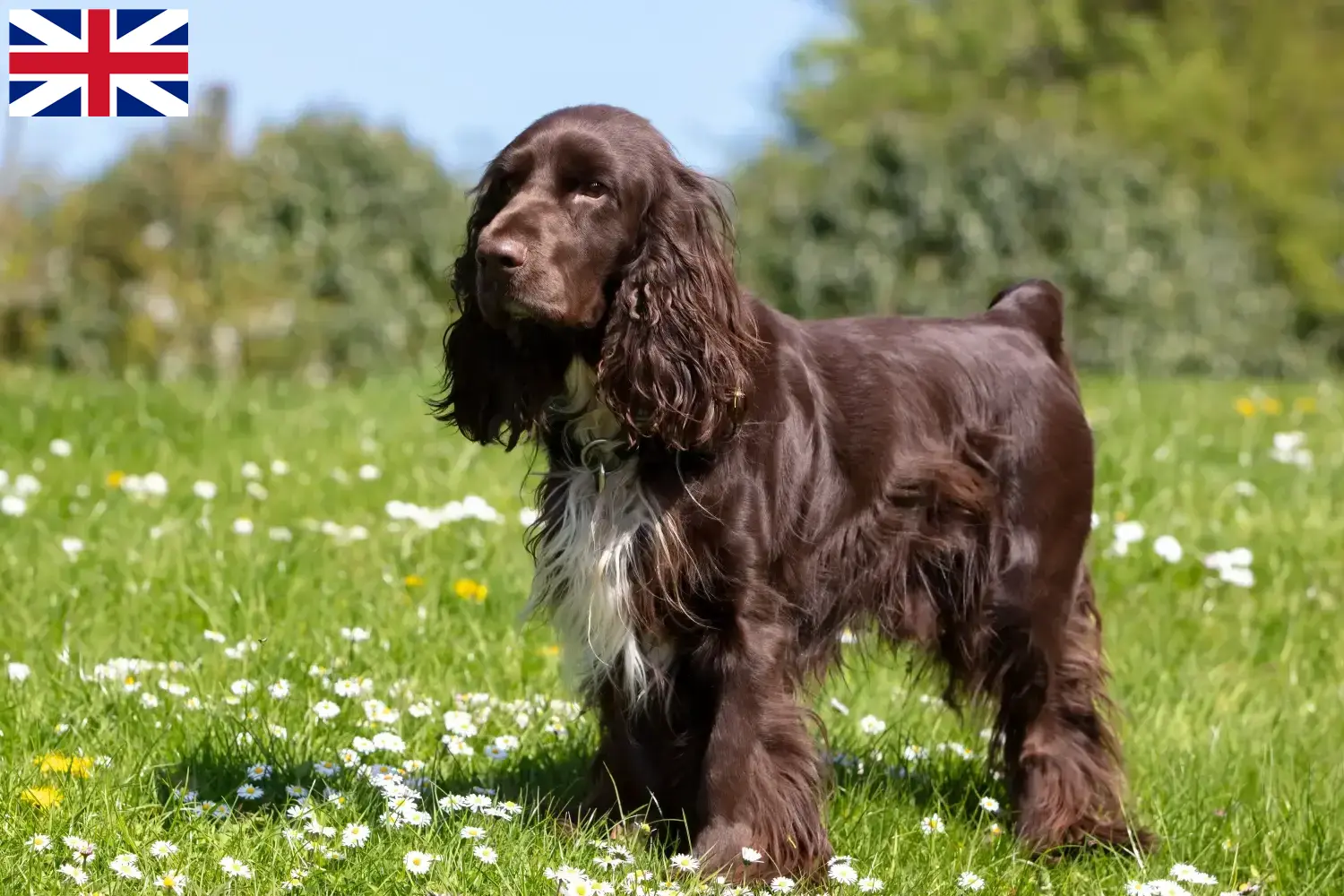 Field španěl štěňata a chovatelé Velká Británie Najděte chovatele Field Spanielů ve Velké Británii zde.