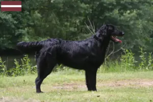Přečtete si více ze článku Chovatelé Flat Coated Retrieverů a štěňat v Lotyšsku