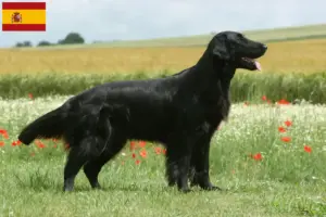 Přečtete si více ze článku Chovatelé Flat Coated Retrieverů a štěňata ve Španělsku
