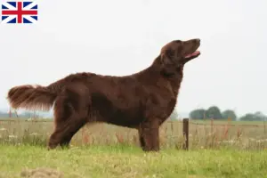 Přečtete si více ze článku Chovatelé Flat Coated Retrieverů a štěňat ve Velké Británii