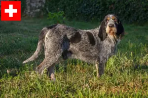 Přečtete si více ze článku Chovatelé a štěňata Griffon Bleu de Gascogne ve Švýcarsku