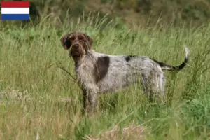Přečtete si více ze článku Griffon d’arrêt à poil dur Chovatelé a štěňata v Nizozemsku