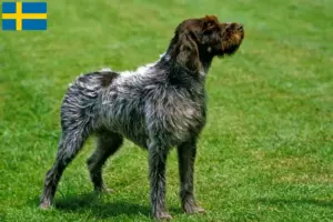 Přečtete si více ze článku Griffon d’arrêt à poil dur Chovatel a štěňata ve Švédsku