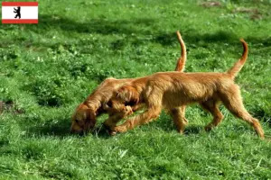 Přečtete si více ze článku Chovatelé a štěňata Griffon Fauve de Bretagne v Berlíně