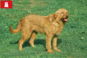 Přečtete si více ze článku Chovatelé a štěňata Griffon Fauve de Bretagne v Hamburku