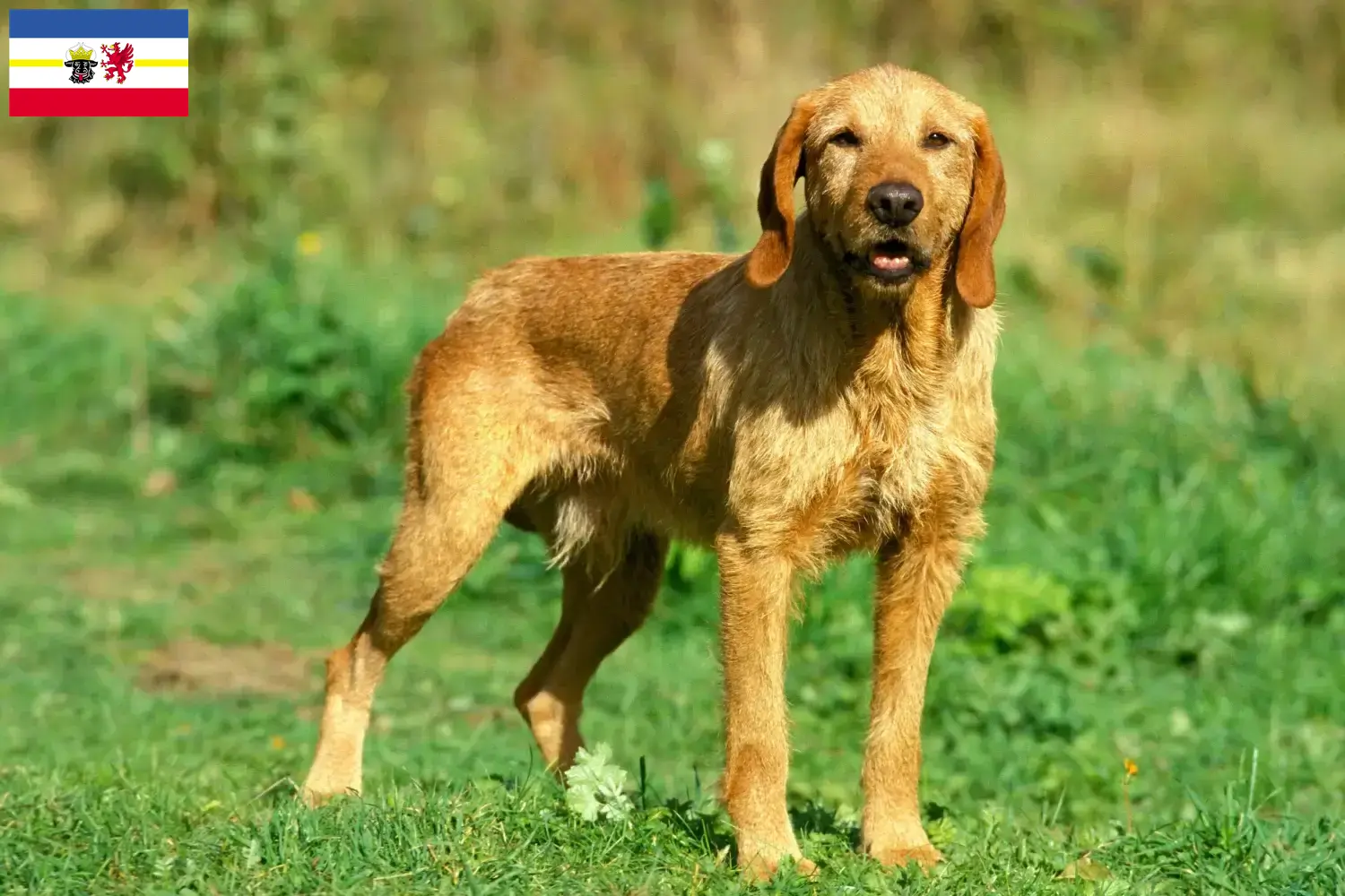 Přečtete si více ze článku Chovatelé a štěňata Griffon Fauve de Bretagne v Meklenbursku-Předním Pomořansku