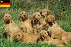 Přečtete si více ze článku Chovatelé a štěňata Griffon Fauve de Bretagne v Porýní-Falcku