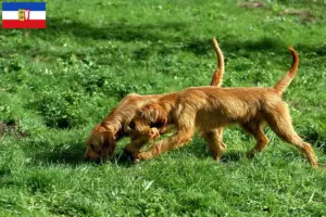 Přečtete si více ze článku Chovatelé a štěňata Griffon Fauve de Bretagne ve Šlesvicku-Holštýnsku