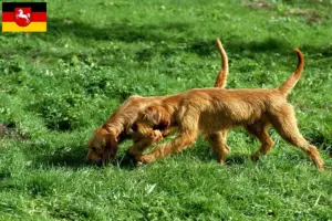 Přečtete si více ze článku Chovatelé a štěňata Griffon Fauve de Bretagne v Dolním Sasku