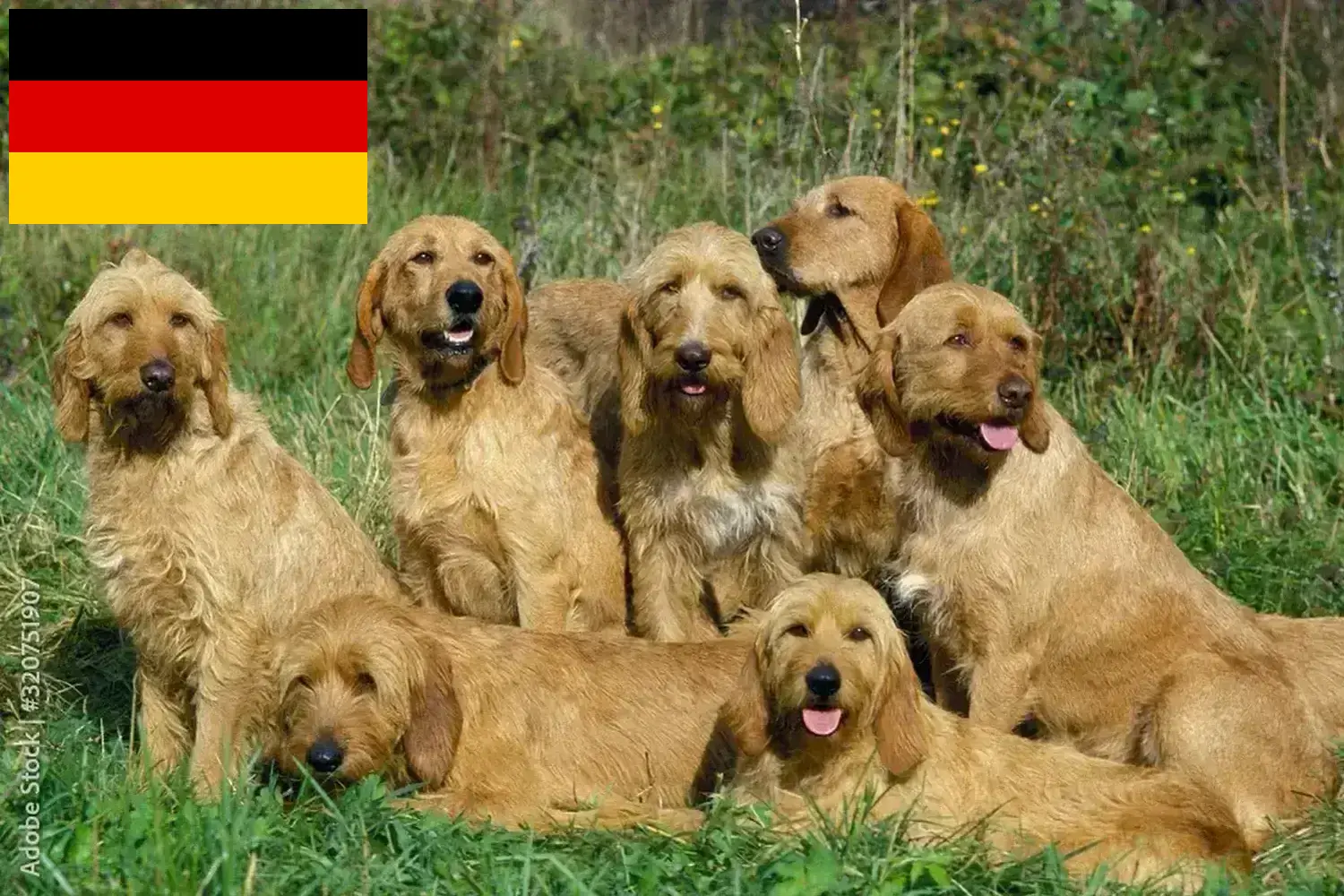 Přečtete si více ze článku Chovatelé a štěňata Griffon Fauve de Bretagne v Německu