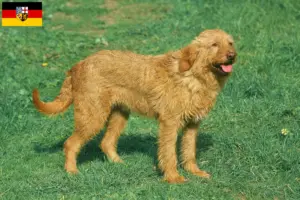 Přečtete si více ze článku Chovatelé a štěňata Griffon Fauve de Bretagne v Sársku