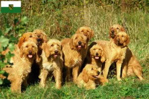 Přečtete si více ze článku Chovatelé a štěňata Griffon Fauve de Bretagne v Sasku
