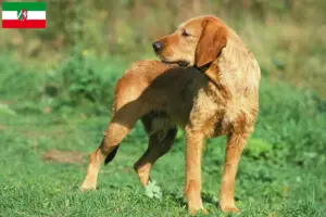Přečtete si více ze článku Chovatelé a štěňata Griffon Fauve de Bretagne v Severním Porýní-Vestfálsku