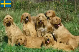 Přečtete si více ze článku Chovatelé a štěňata Griffon Fauve de Bretagne ve Švédsku