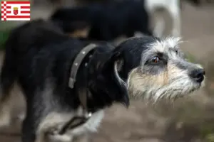 Přečtete si více ze článku Chovatelé a štěňata Griffon Nivernais v Brémách
