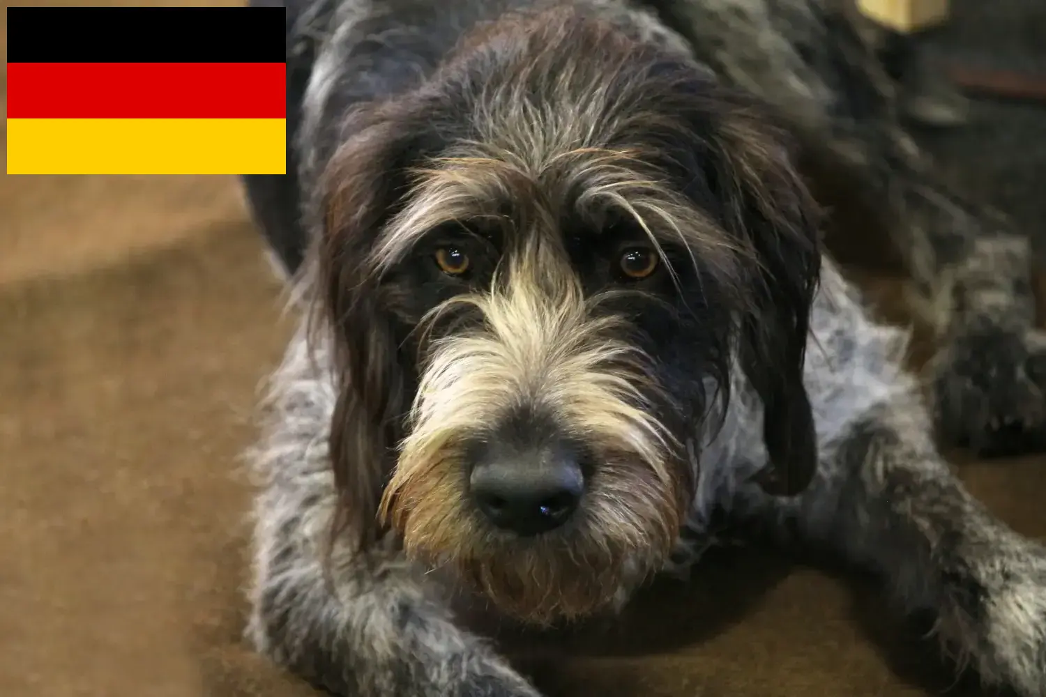 Přečtete si více ze článku Chovatelé a štěňata Griffon Nivernais v Německu