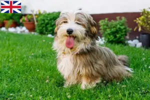 Přečtete si více ze článku Chovatelé havanských psíků a štěňat ve Velké Británii