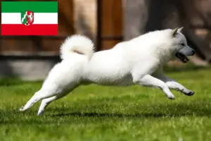 Přečtete si více ze článku Chovatelé hokkaido a štěňata v Severním Porýní-Vestfálsku