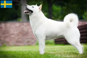 Přečtete si více ze článku Chovatelé a štěňata Hokkaido ve Švédsku