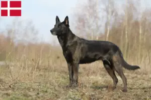 Přečtete si více ze článku Hollandse Herdershond chovatelé a štěňata v Dánsku
