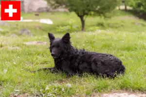 Přečtete si více ze článku Chovatelé Hrvatski ovčar a štěňata ve Švýcarsku