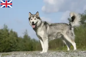 Přečtete si více ze článku Chovatelé huskyho a štěňata ve Velké Británii